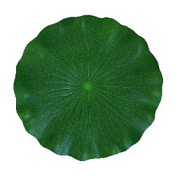 Лист кувшинки 28х28 см